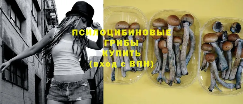 Псилоцибиновые грибы Psilocybine cubensis  Вилюйск 